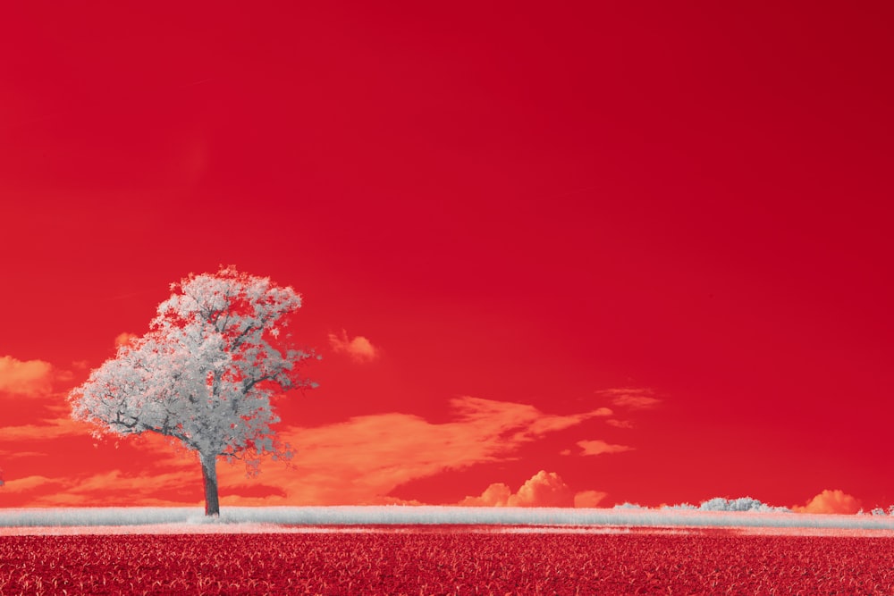 a tree in a field