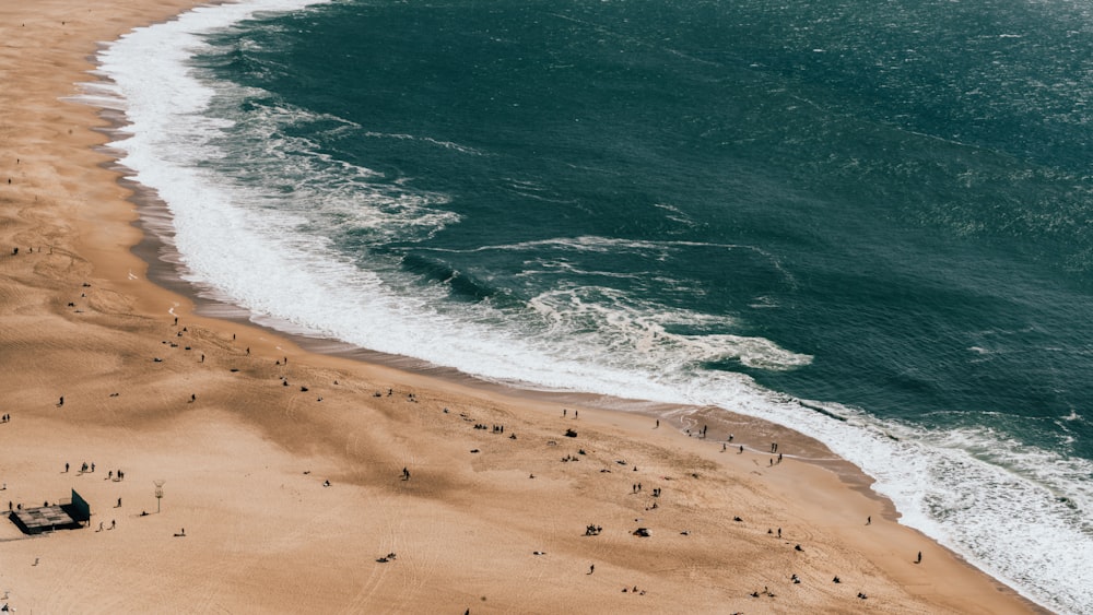 a beach with many birds