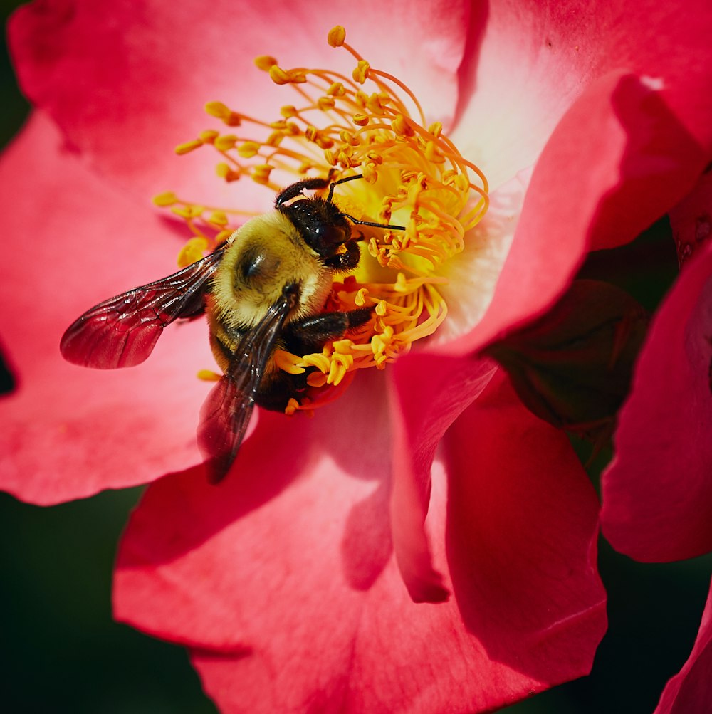 a bee on a flower