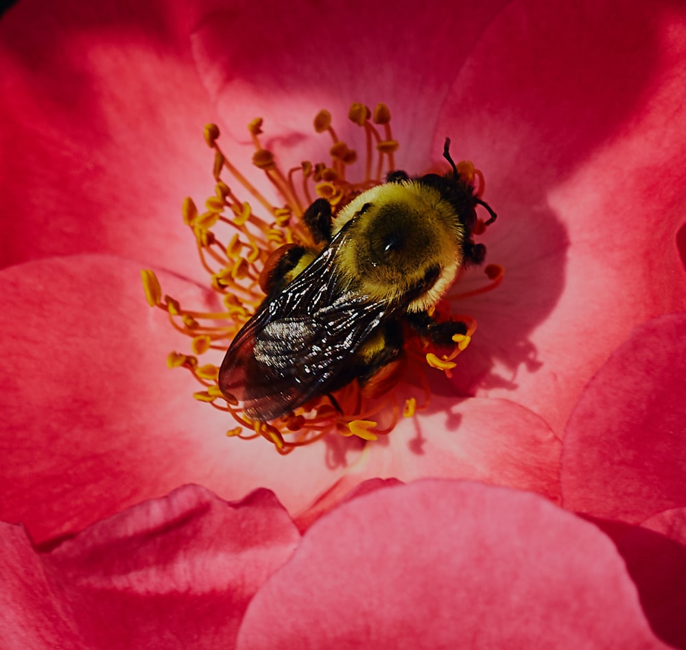 a bee on a flower