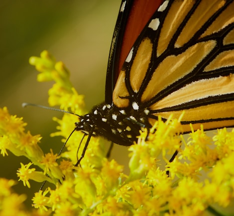 A close-up of a vibrant monarch butterfly resting on a wildflower with details of its delicate wings.