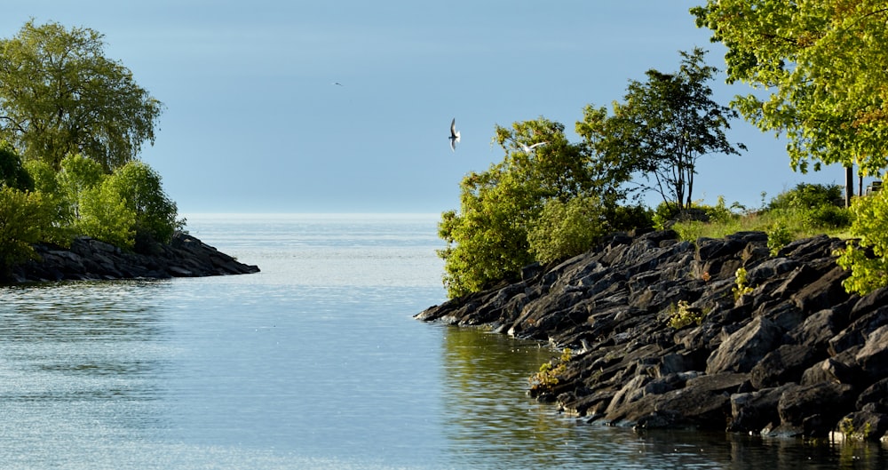 a bird flying over a body of water