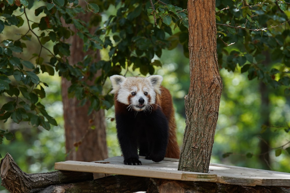 a brown and white animal