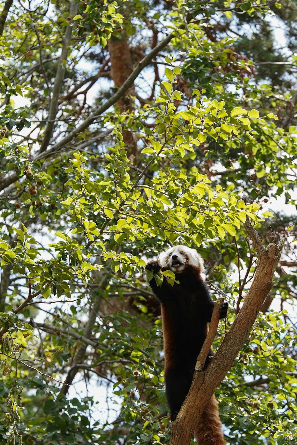 a bear in a tree eating a banana