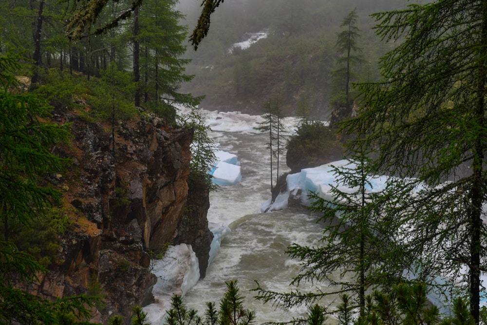 a river flowing through a forest