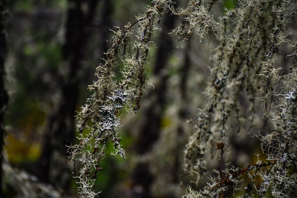 a close up of a plant