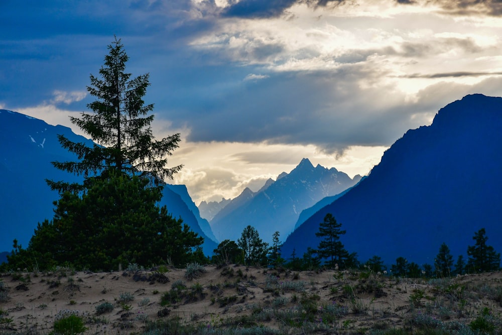 a landscape with trees and mountains in the back