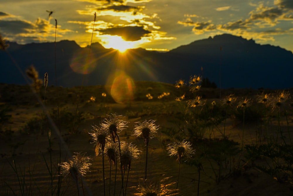 a field of wheat with the sun setting in the background