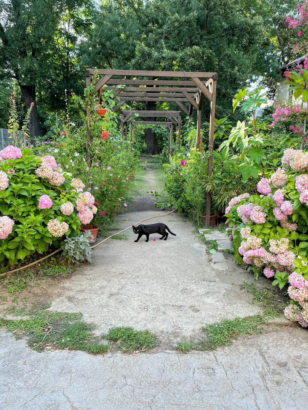 a black dog lying on a stone path in a garden