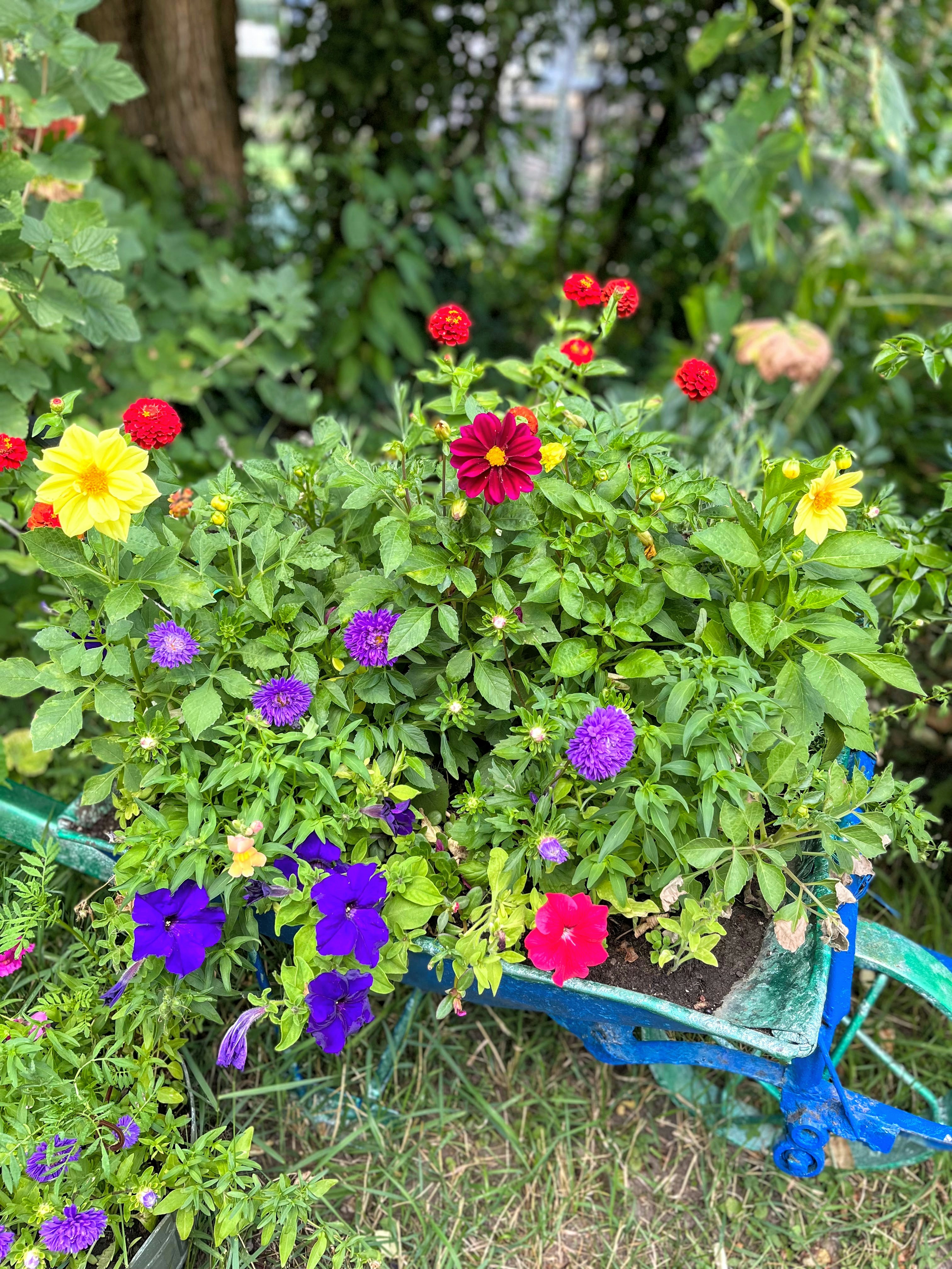 a garden with colorful flowers