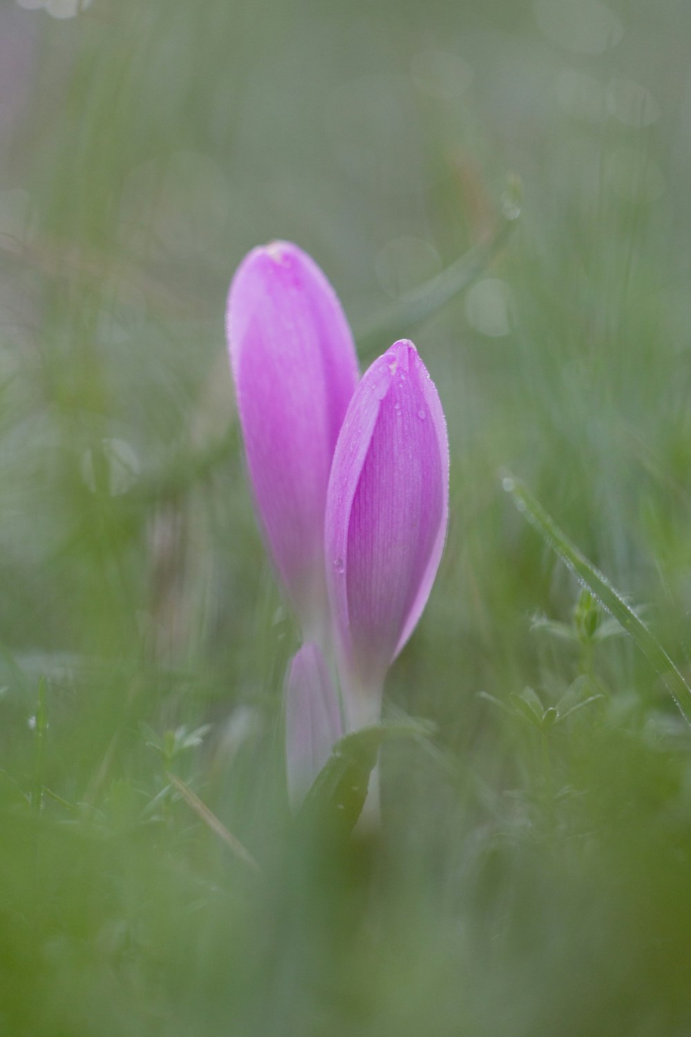 a close up of a flower