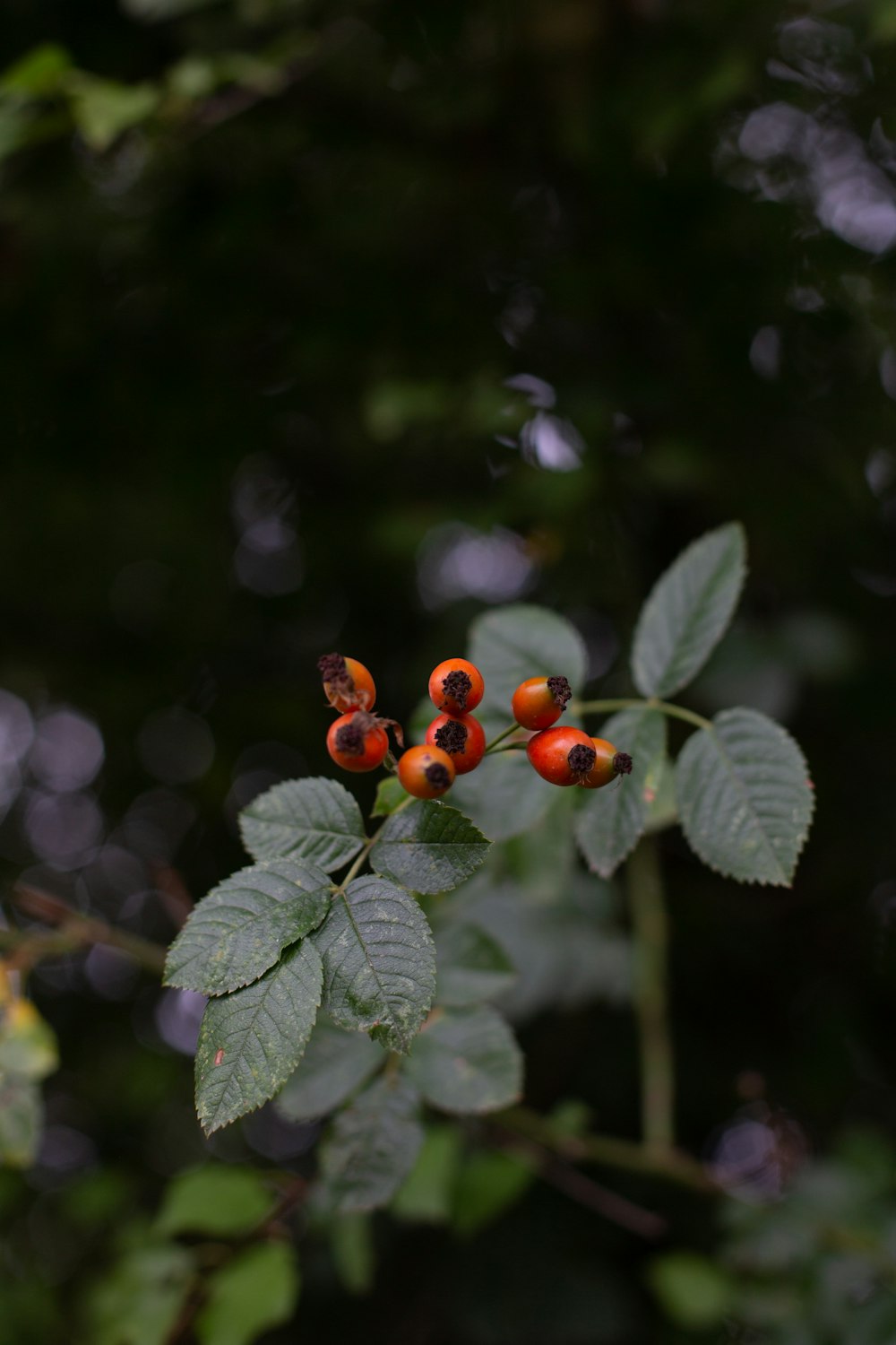 a group of ladybugs on a leaf