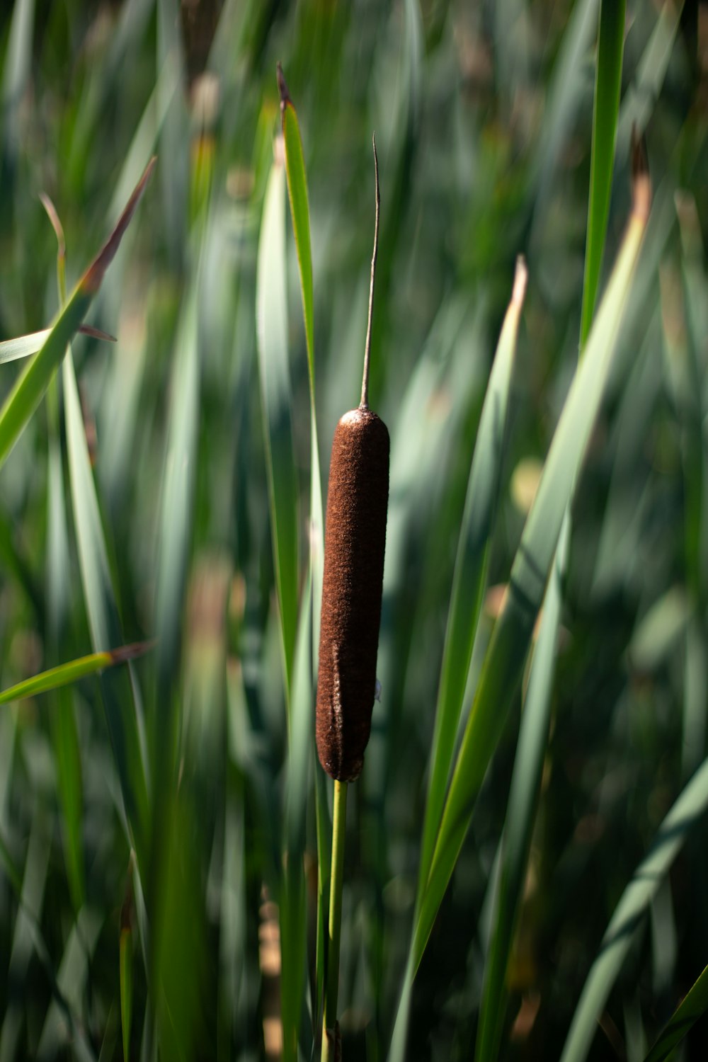 a close up of a bug