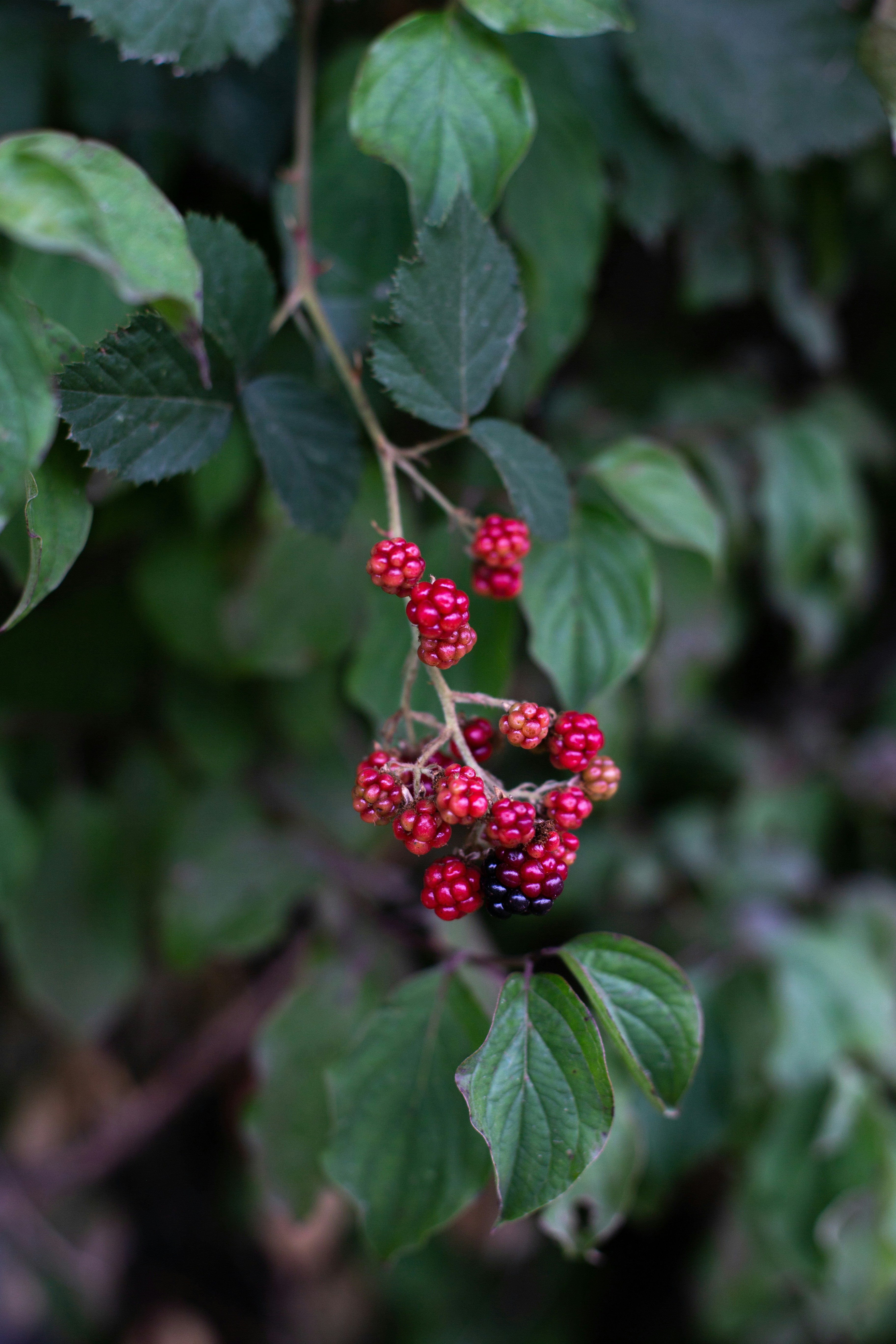 Photo by annemarieschaepman