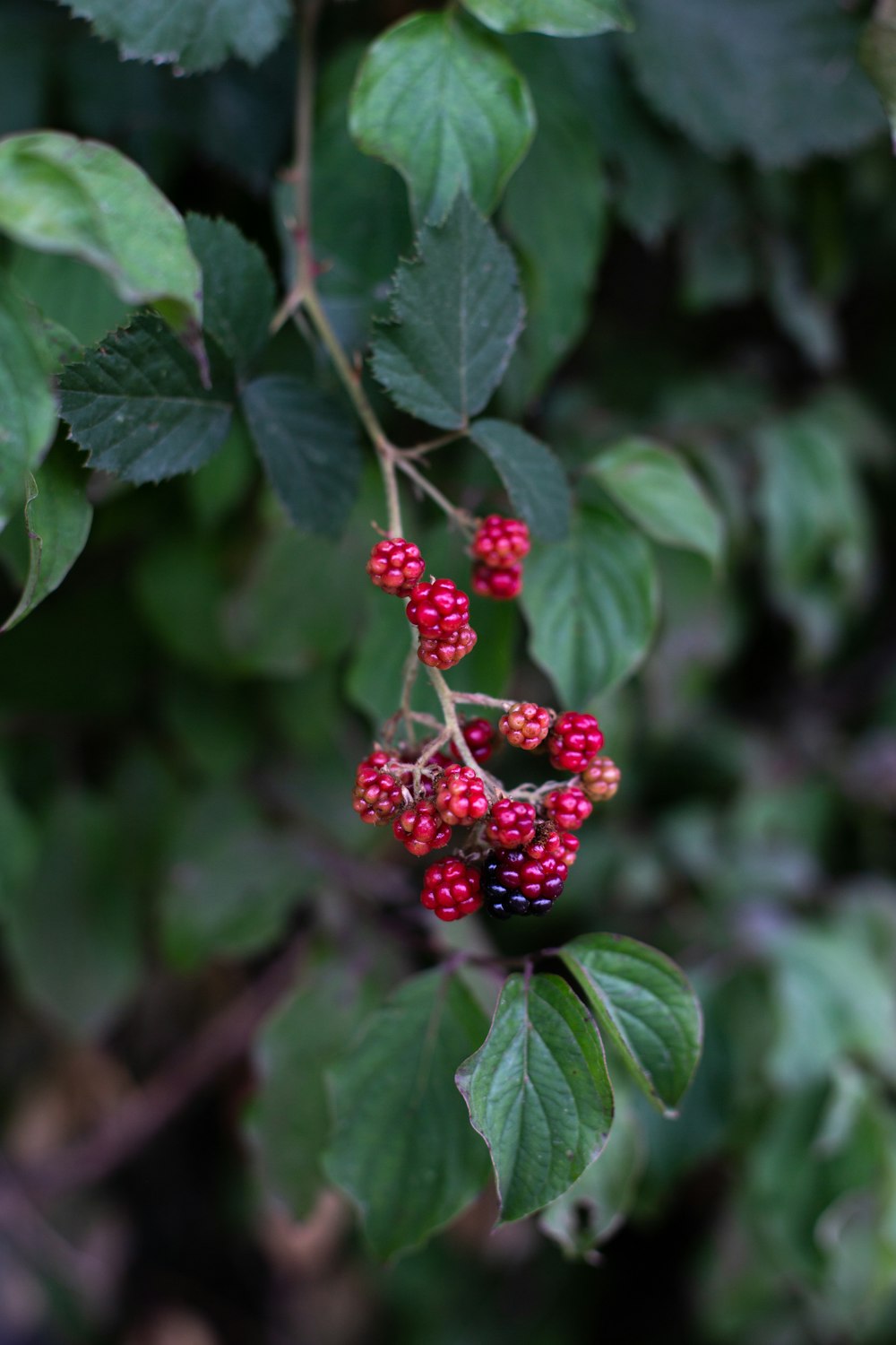 a group of berries on a tree