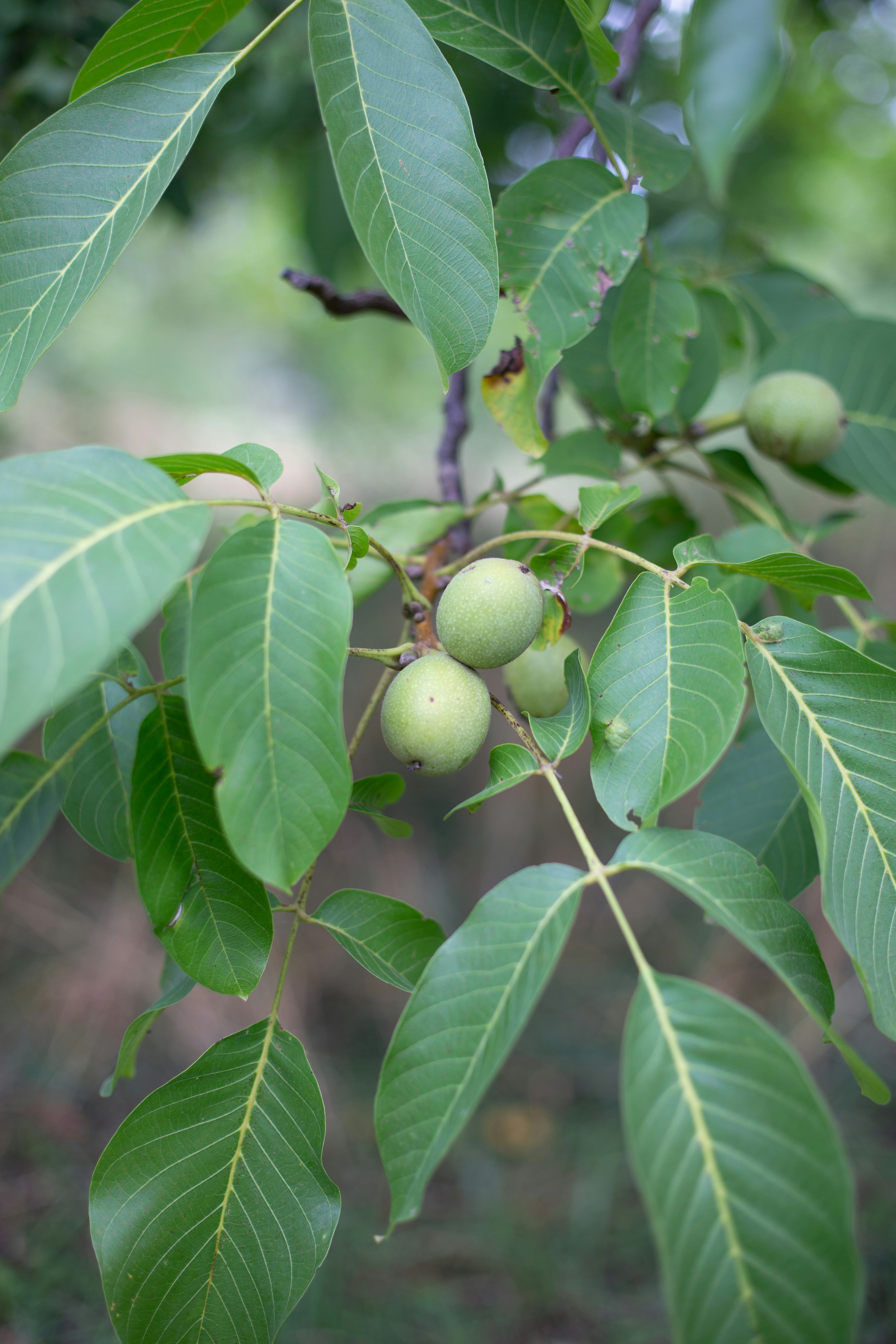 Photo by annemarieschaepman