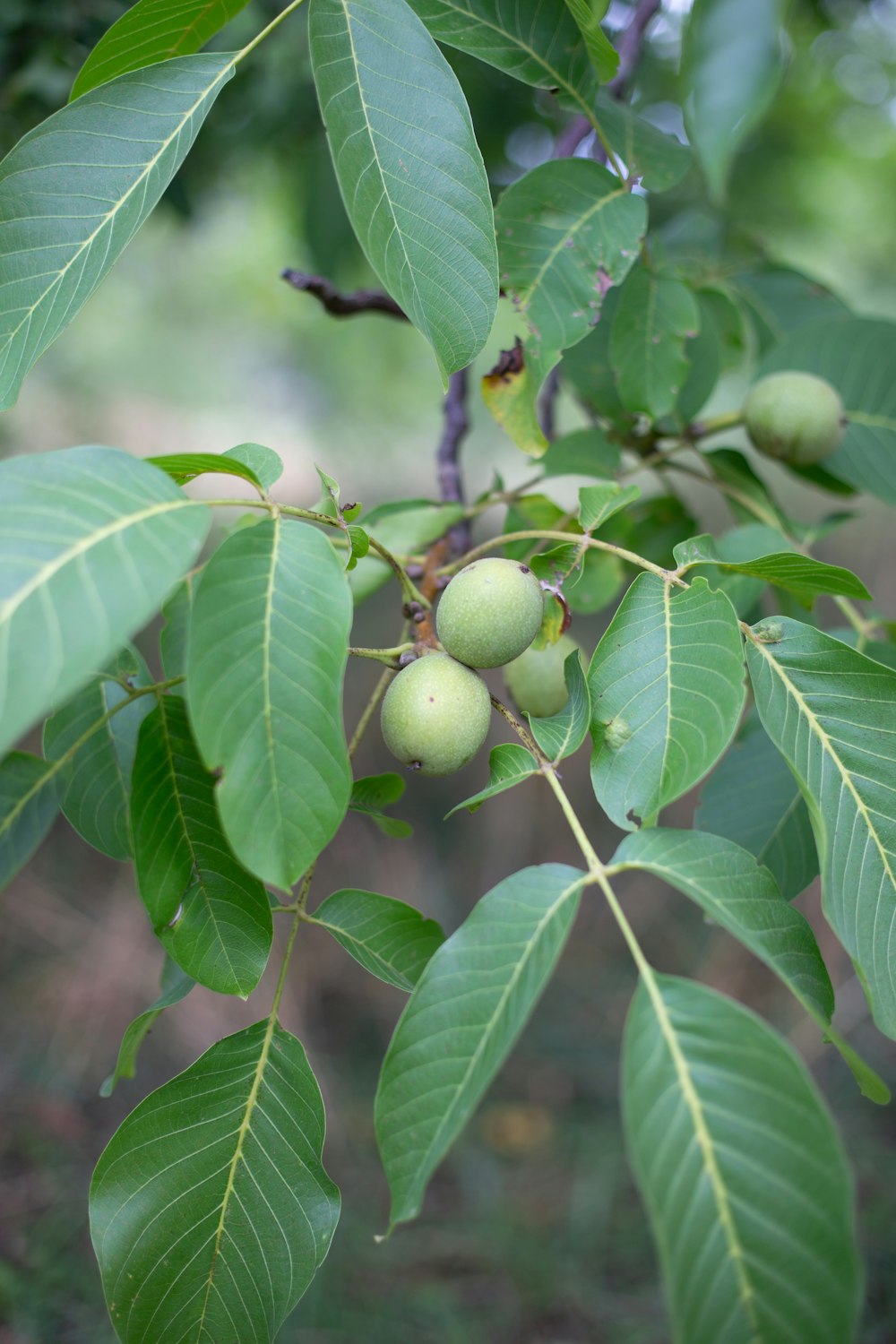 a close-up of some fruit