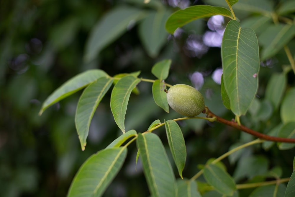 a close up of a tree branch with leaves and flowers