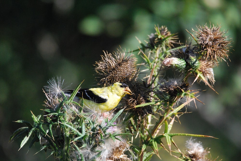 Ein Vogel auf einer Pflanze