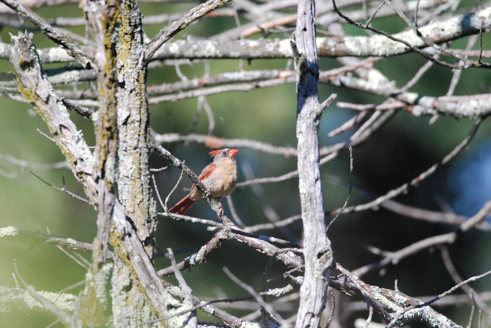 a bird perched on a tree branch