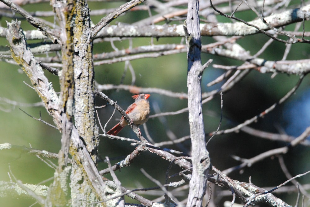 Un uccello appollaiato su un ramo d'albero