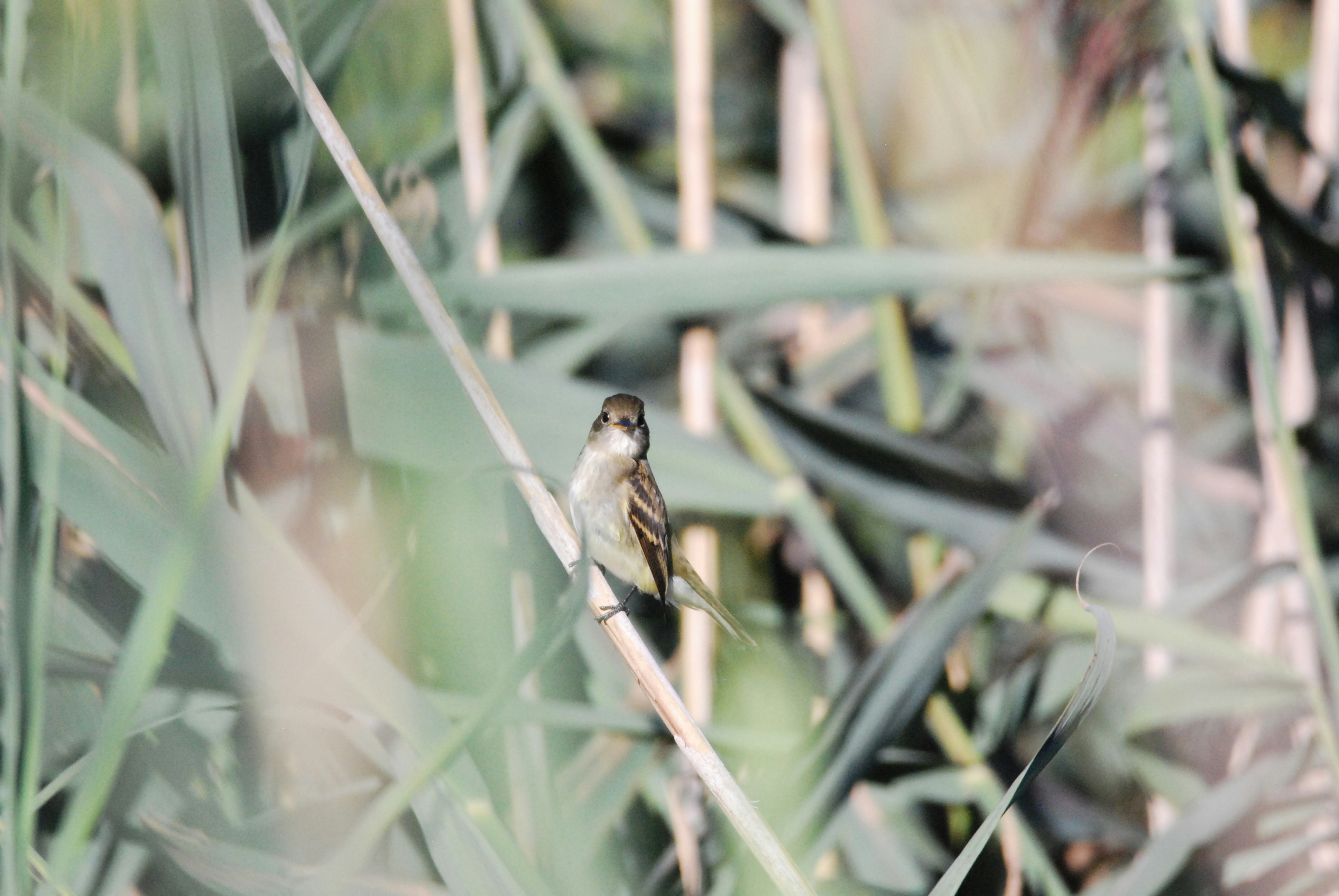 Photo by tjmbirds