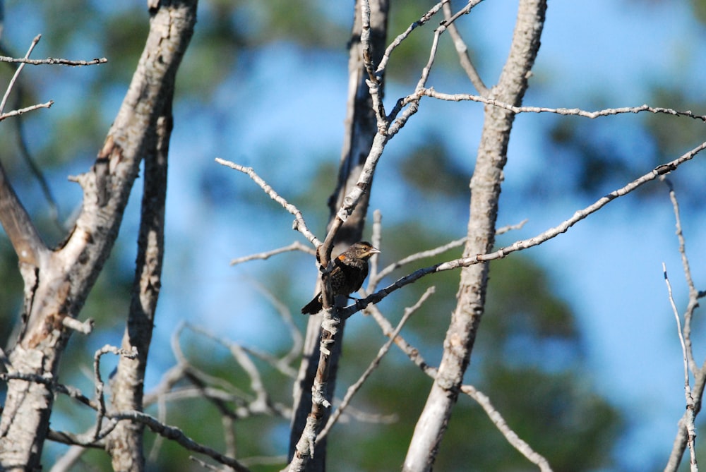 a bird perched on a tree branch