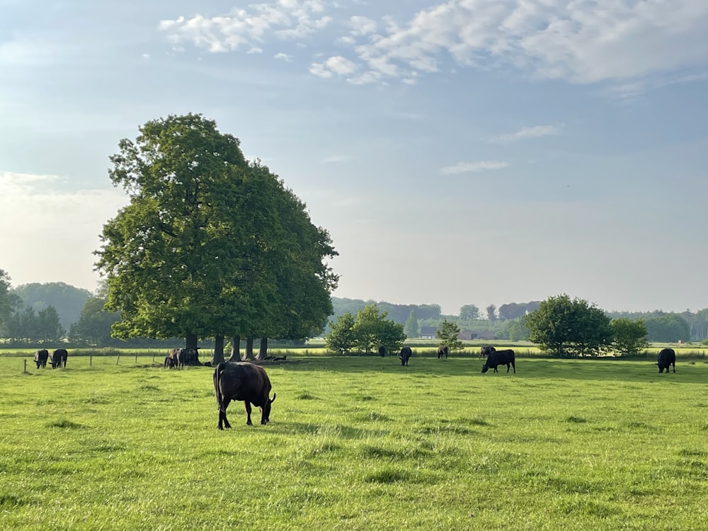 cows grazing in a field