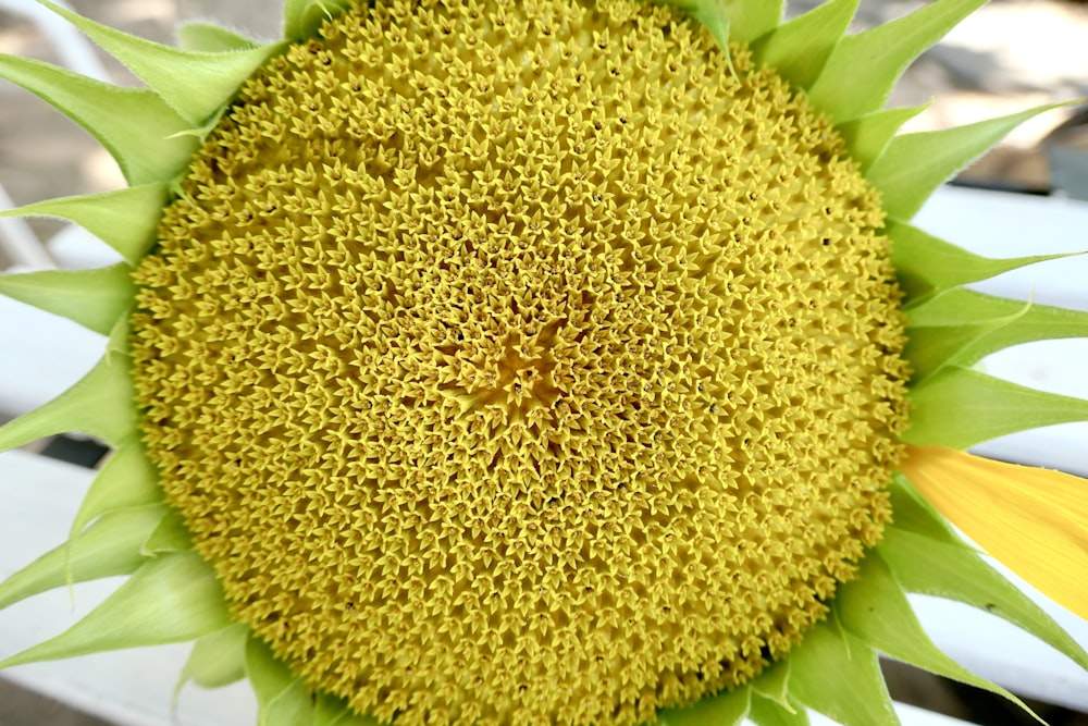 a close up of a yellow flower