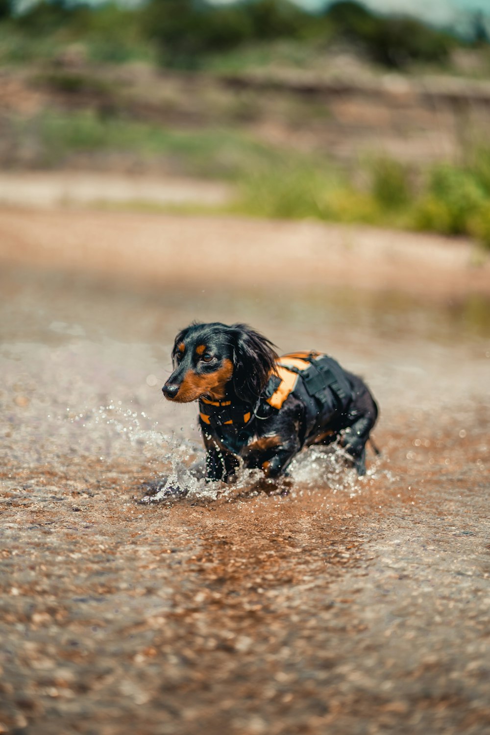 a dog running in the mud