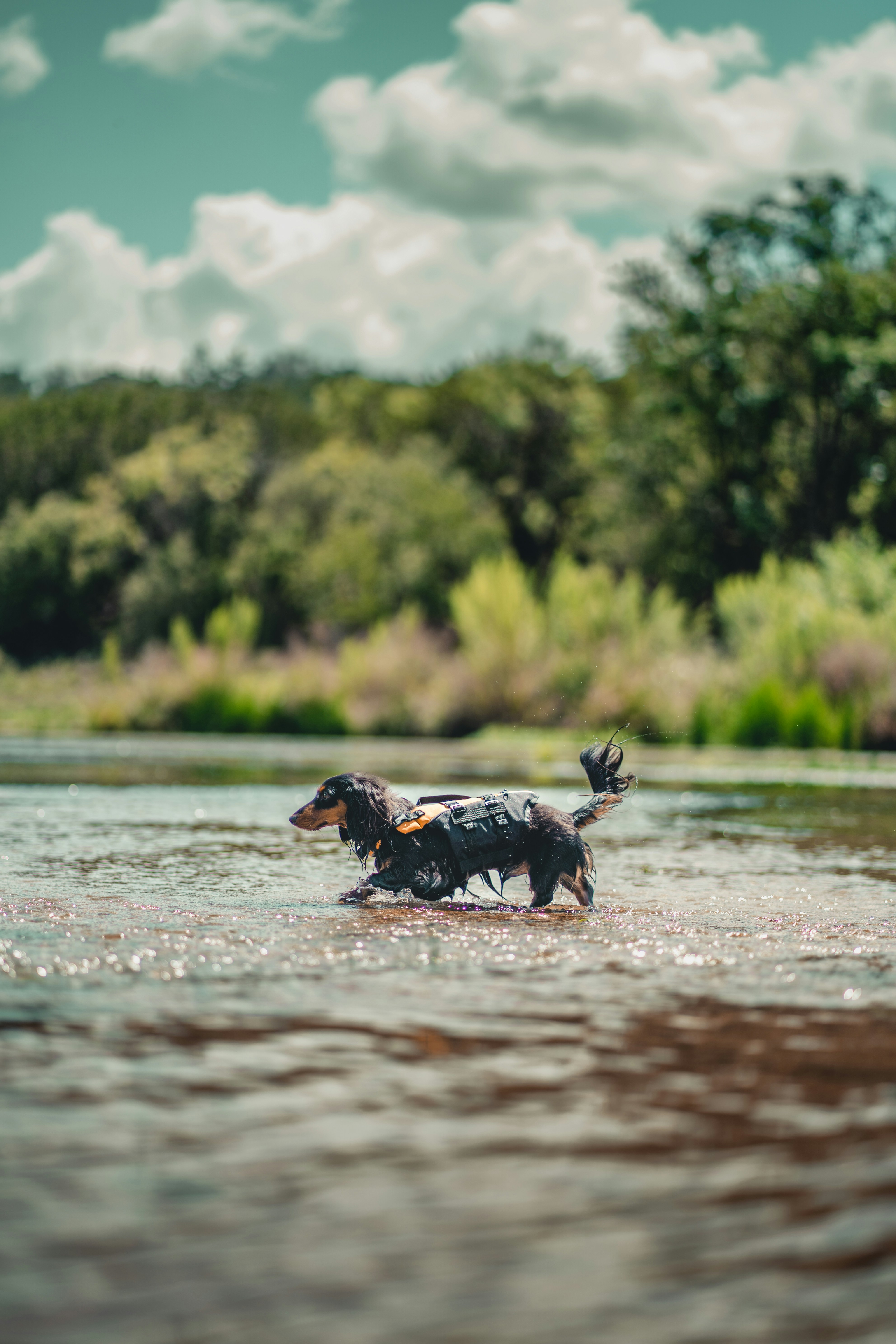 Un cane che corre attraverso l'acqua