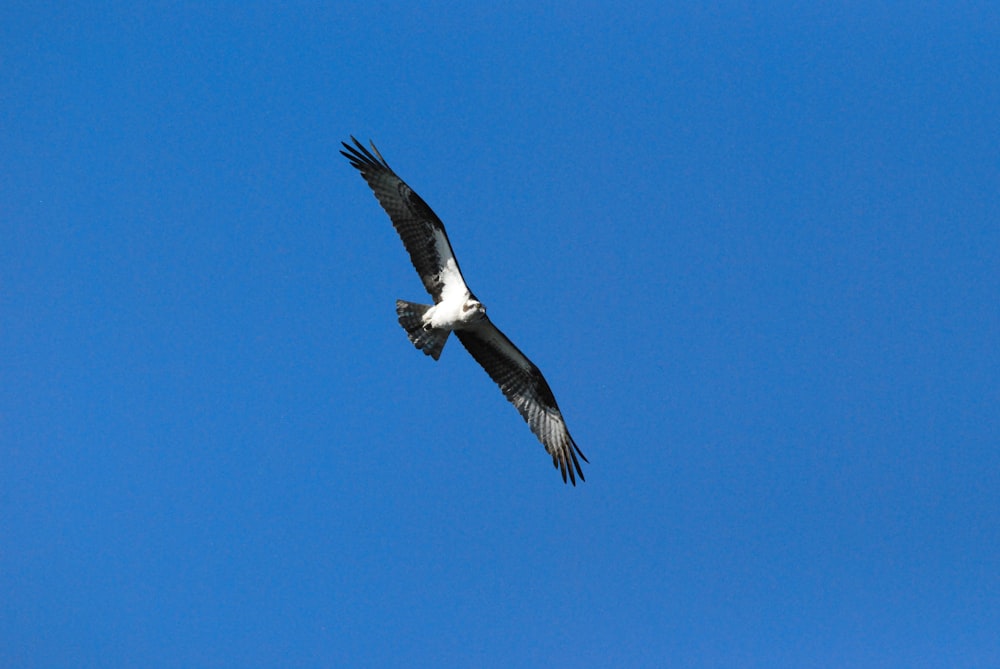 a bird flying in the sky