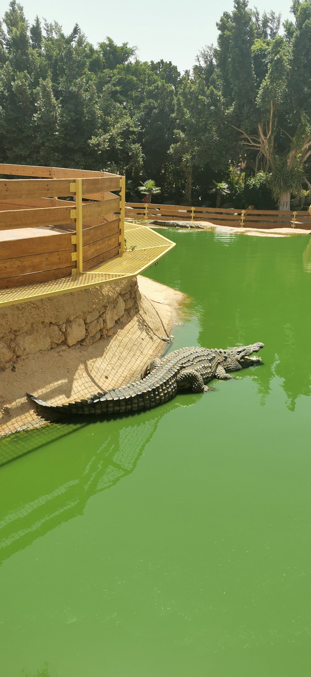 a crocodile in a body of water