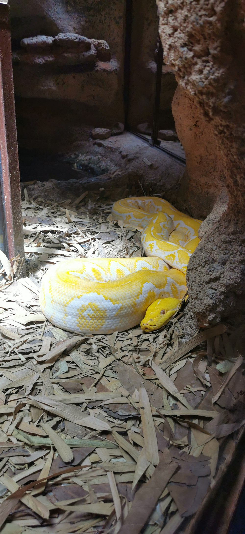 a yellow snake in a cage