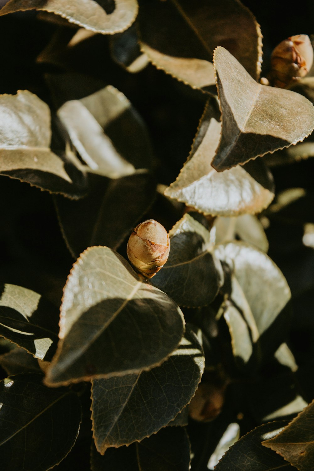 a group of leaves