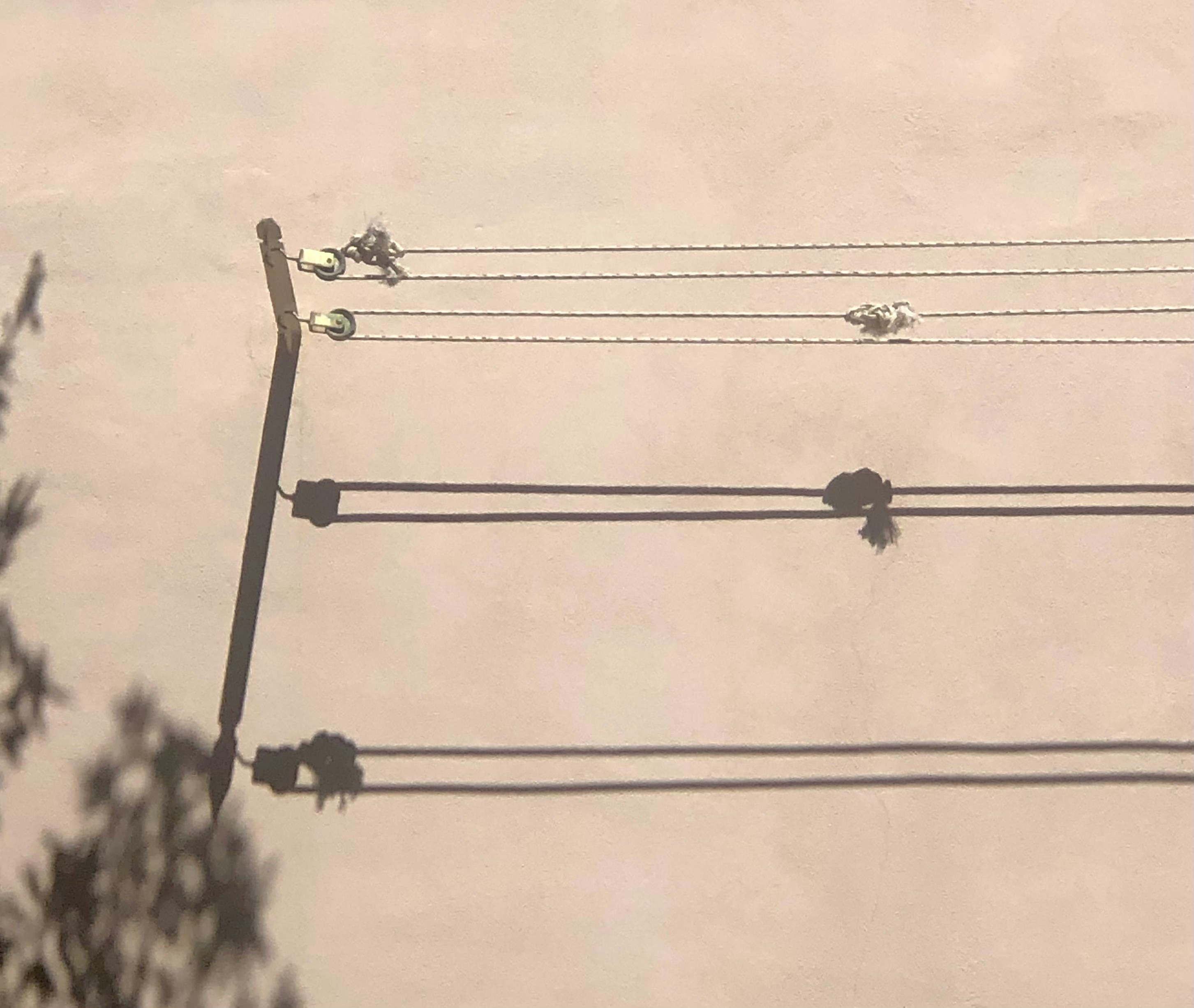 birds sitting on a power line