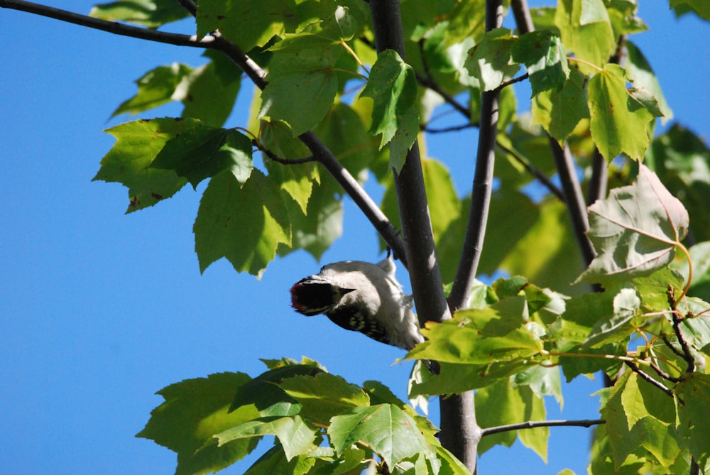 a koala bear in a tree