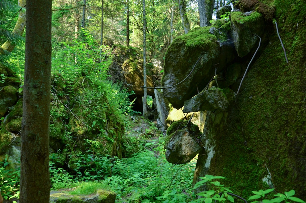uma pequena cachoeira em uma floresta