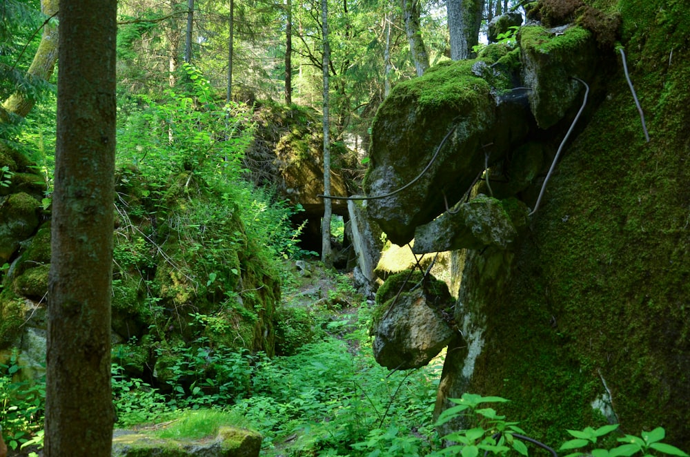 a small waterfall in a forest