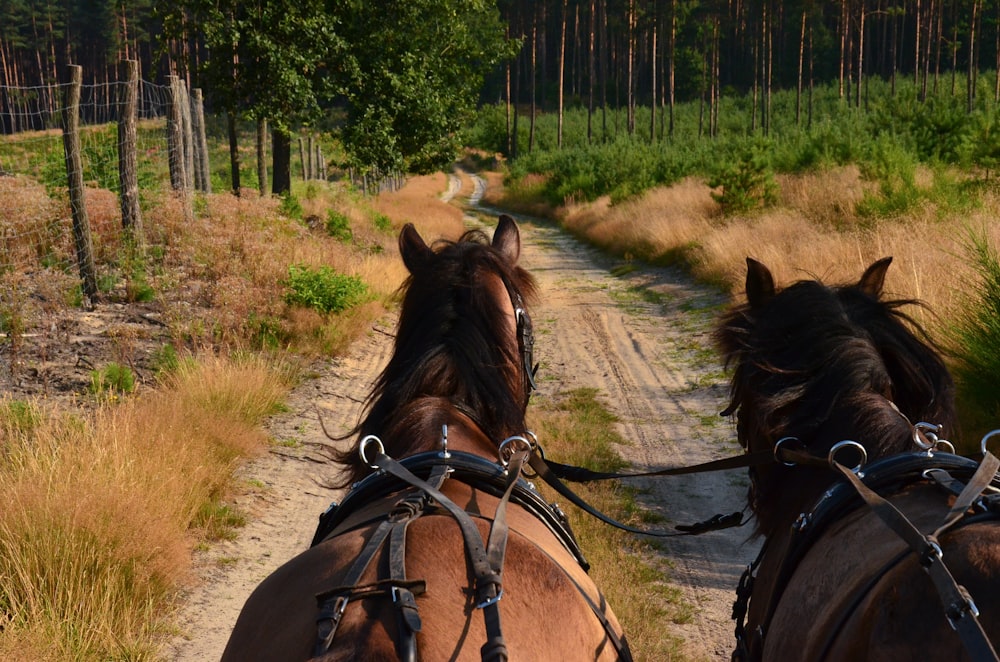 a pair of horses on a dirt road