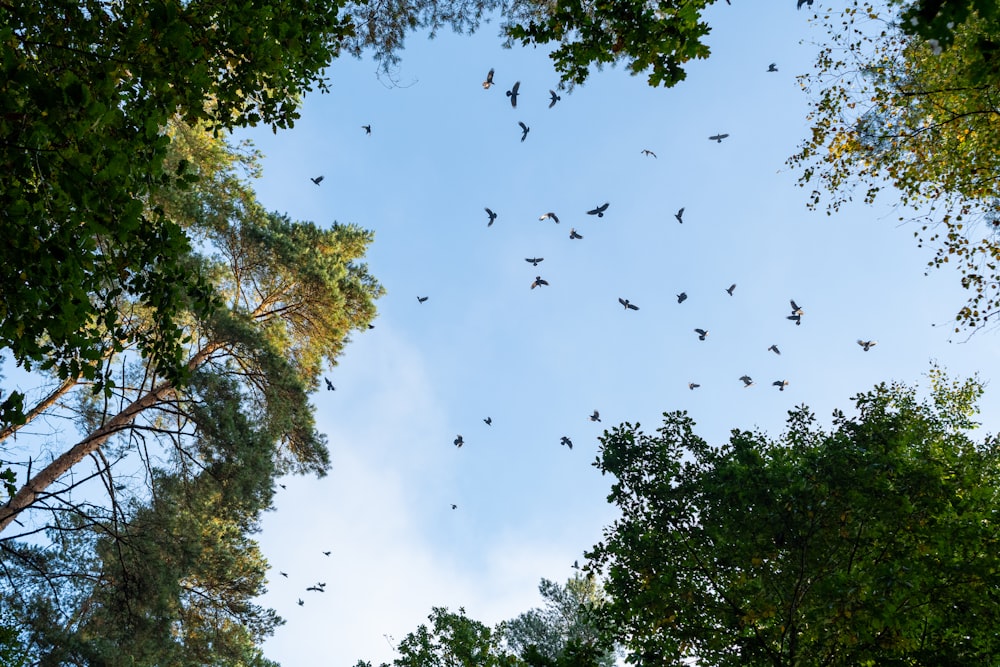 a flock of birds flying in the sky