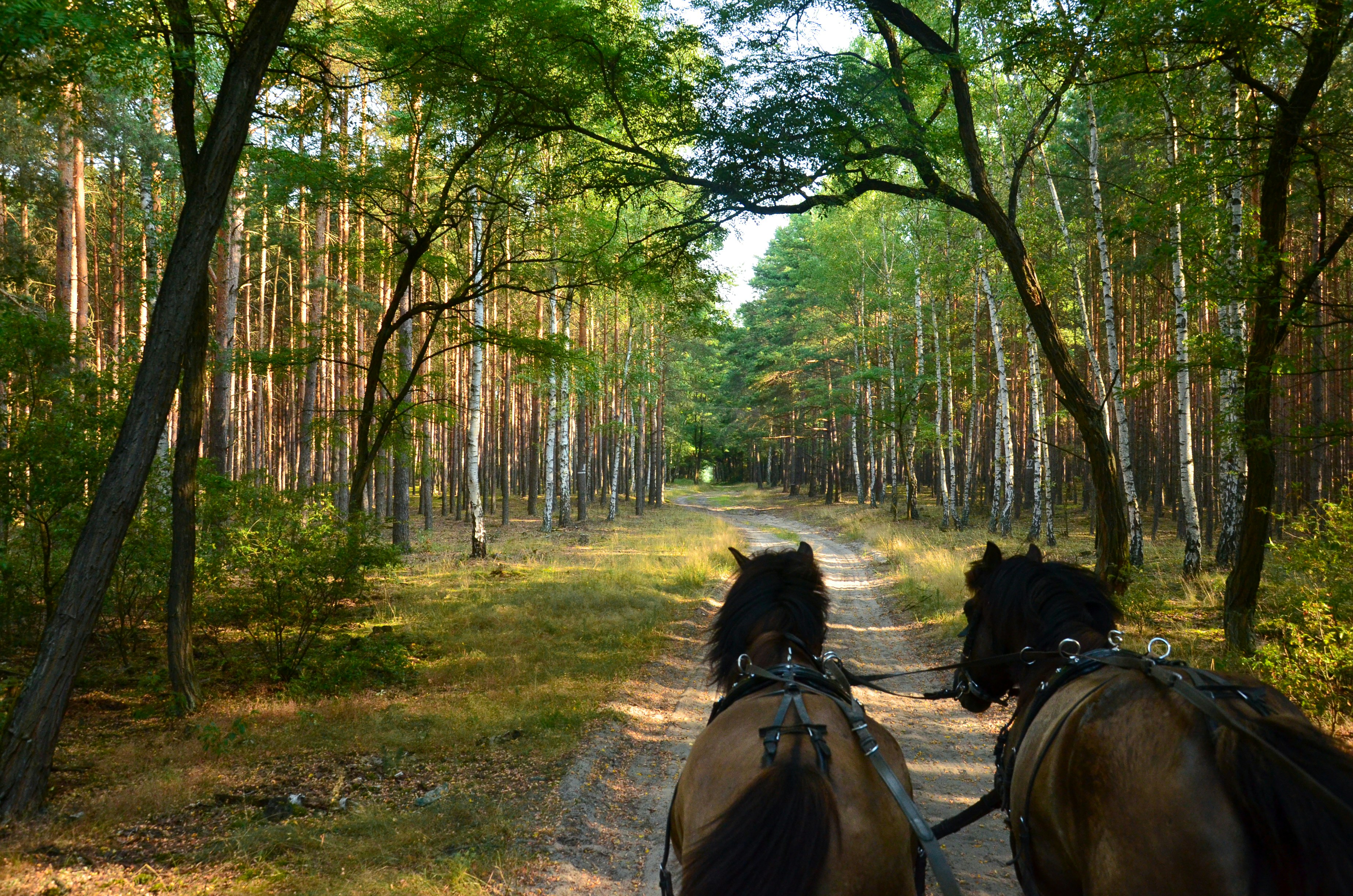 horses on a trail in the woods, A ride through the forest in a horse-drawn carriage. Somewhere in the Polish countryside.