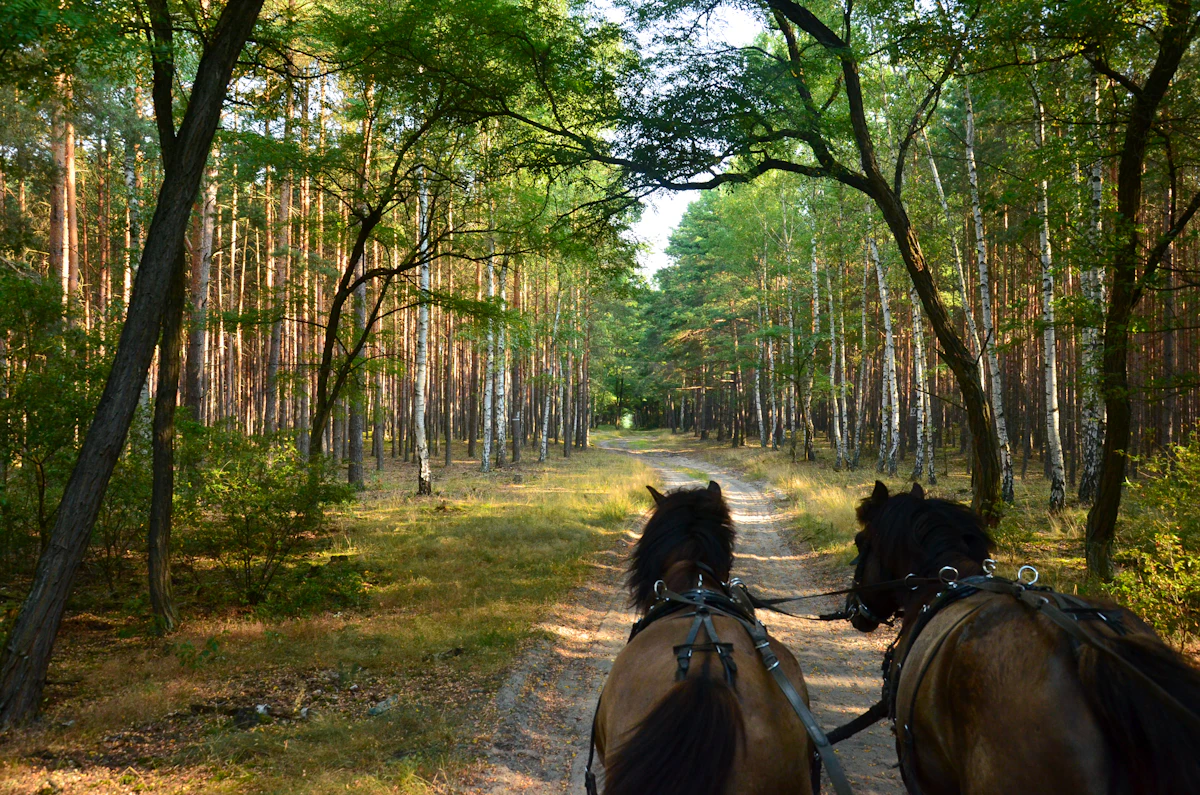 Niños disfrutando de un paseo a caballo con monitor
