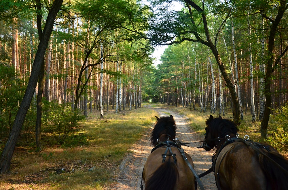 horses on a trail in the woods