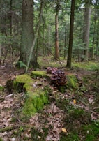 A dense forest setting with a variety of tall trees and a moss-covered forest floor. Prominent mushrooms grow on a decaying tree stump surrounded by fallen leaves. The scene is lush with greenery, suggesting a thriving ecosystem.