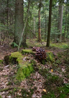 A dense forest setting with a variety of tall trees and a moss-covered forest floor. Prominent mushrooms grow on a decaying tree stump surrounded by fallen leaves. The scene is lush with greenery, suggesting a thriving ecosystem.