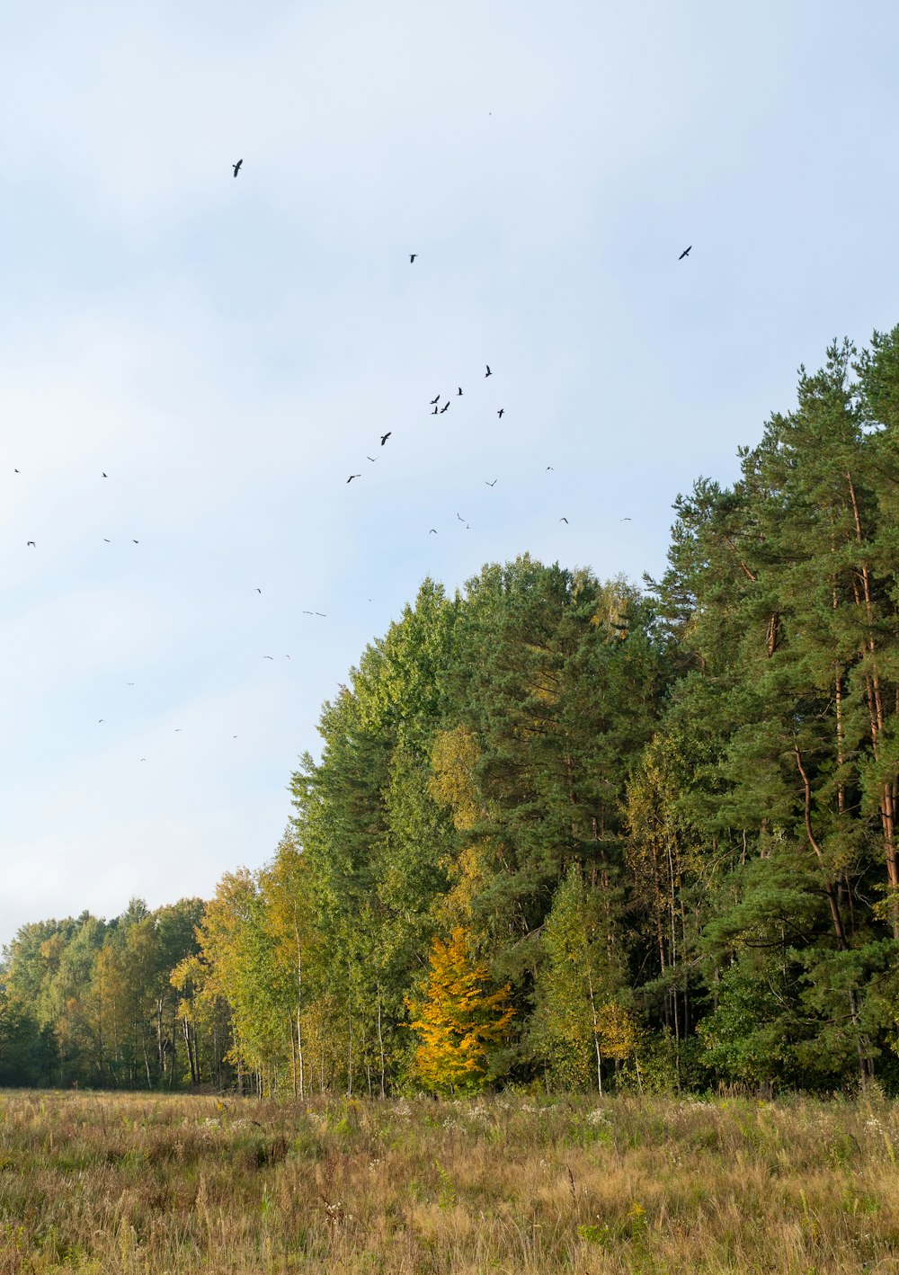 a group of birds flying over trees