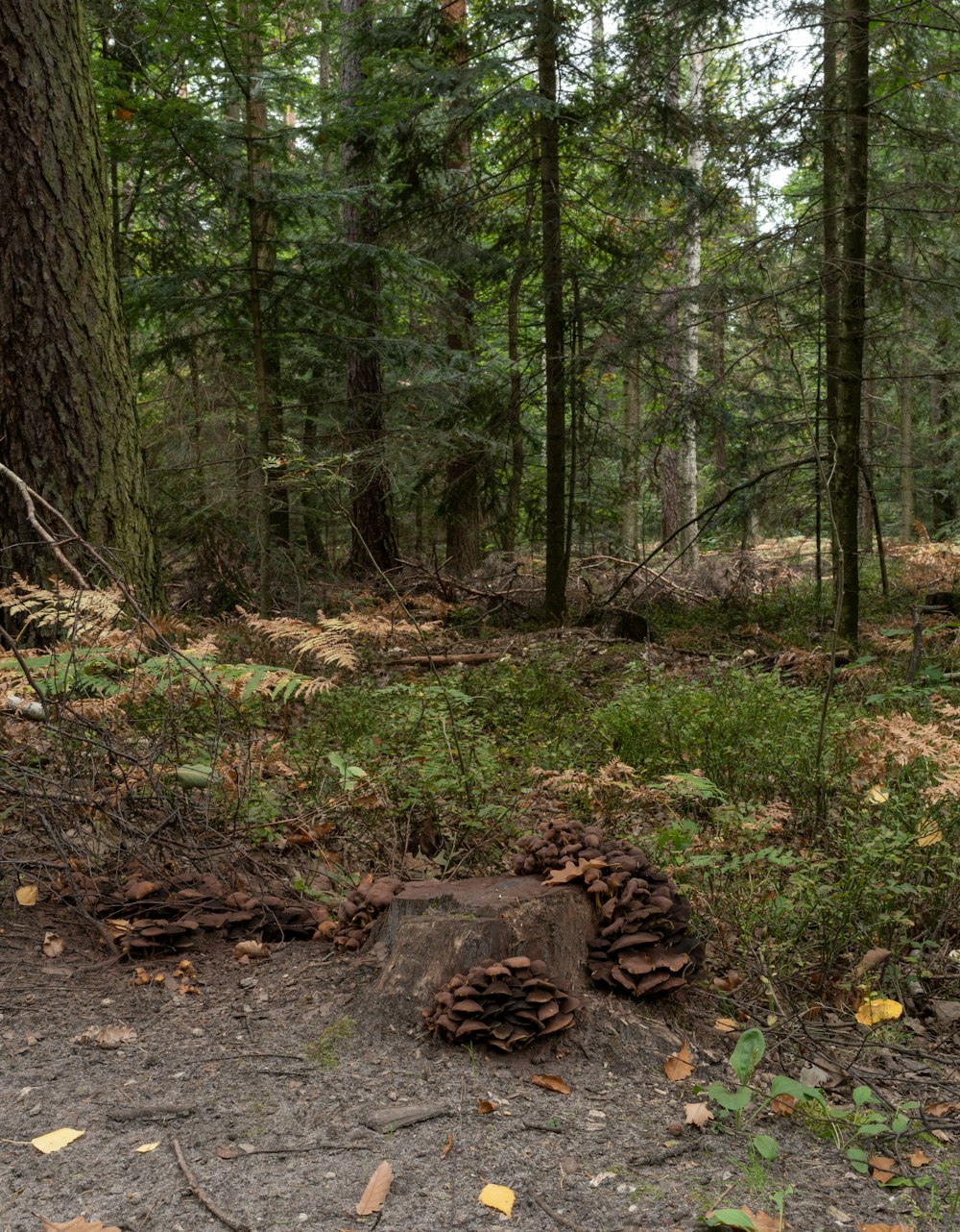 a forest with trees