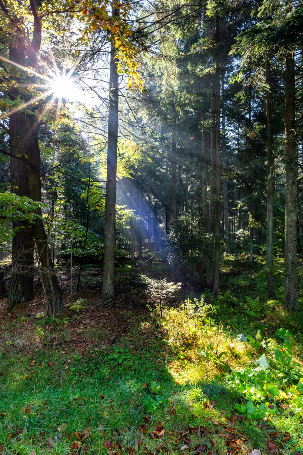 a path in a forest