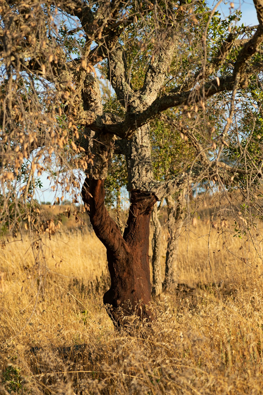 a tree with many branches